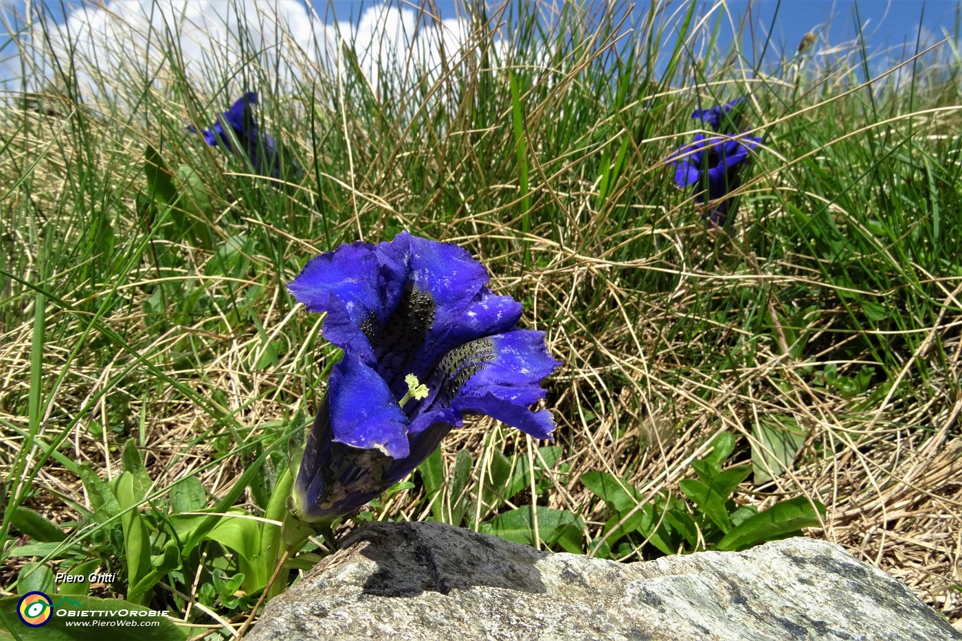 71 Genziana di Clusius (Gentiana Clusii) battuta dalle continue piogge.JPG